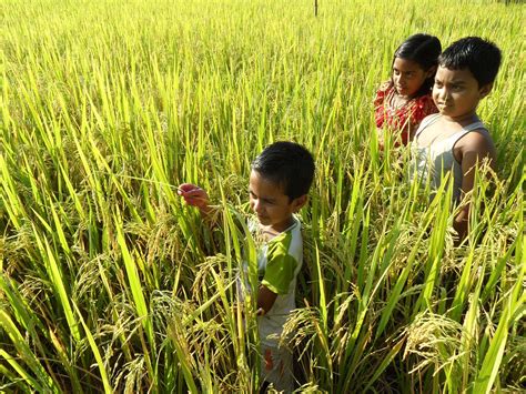 Arsenic Safe Rice Earns Irri Finalist Status In Global Food Systems