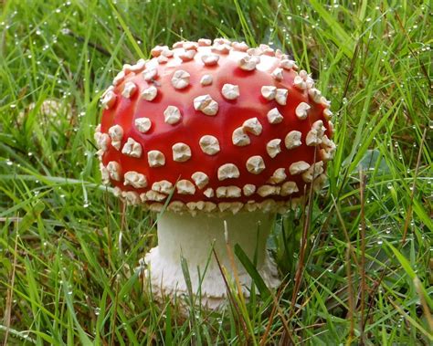 A Brief History Of Magic Mushrooms In Bc Vancouver