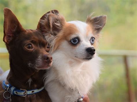 Small Dogs For Adoption Wa