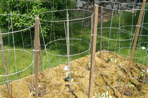 How many tomato plants per square foot: Tomato cages