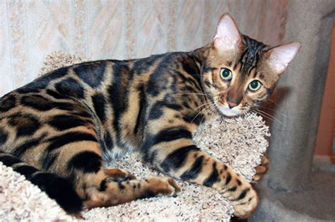 R7000 not negotiable.only for sale to forever. Bengal Cat Breeders Ohio - Baby Bengal Kitten