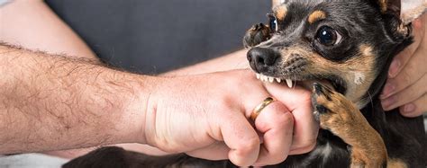 How To Stop Your Dog From Play Biting Smartpetusa