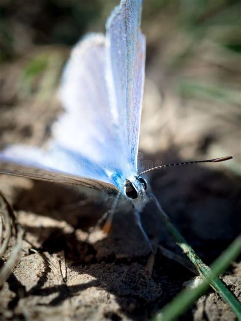 Male Western Tailed Blue Butterfly Resting On The Ground With Blurred
