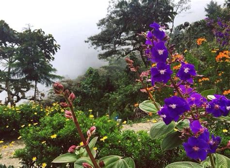 Send flowers to colombia send flowers to colombia the same day using our extensive network of florists in colombia. One of the best things walking in the nature of Colombia ...