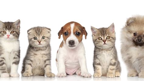 What is puppy and kitten socialization? 21 Puppy and Kitten Wallpapers - WallpaperBoat
