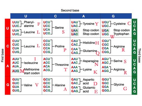 Steps On How To Read The Codon Chart Geneticsmadeeasy