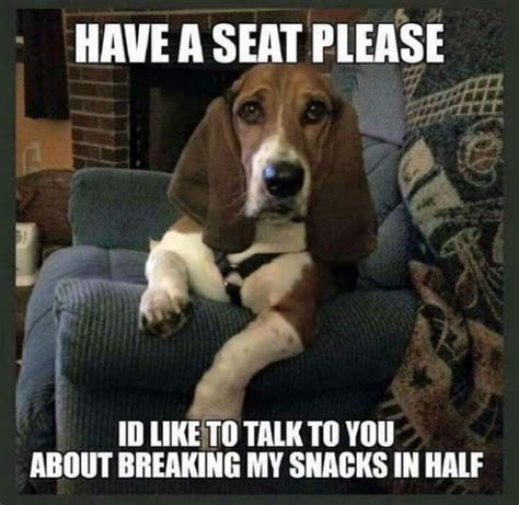 17 Funny Memes With Basset Hounds Pettime