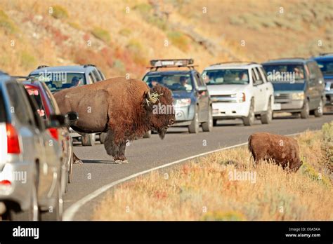 Amerikanischer Bison Oder American Buffalo Bison Bison Männliche