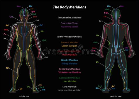 Hello aoife, the chinese meridians are part of a different perspective or viewpoint on the human body. Meridian System Description Chart Black Stock Vector ...