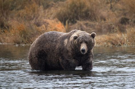 Hunter Attacked By Surprised Grizzly Bear In Alaska Animal Shot Dead
