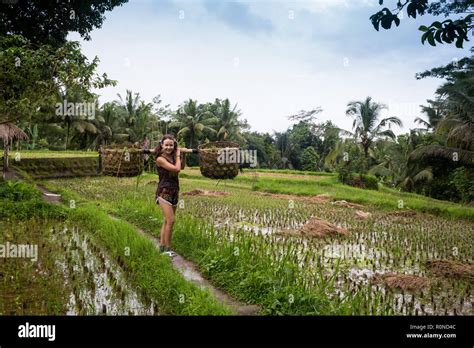 Tourist Girl Helps Farmers To Collect Rice Wears Collected Rice In Two Baskets In A Middle Of