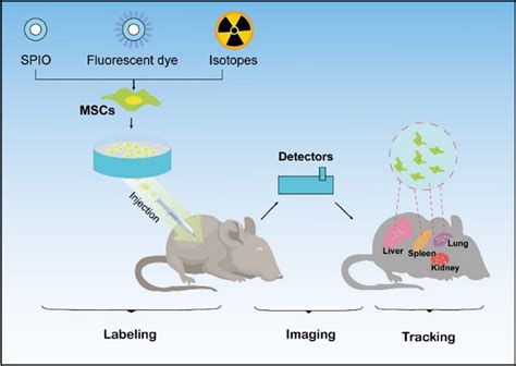 Illustration Of Tracking Transplanted Stem Cells In Vivo Mscs Labeled Download Scientific