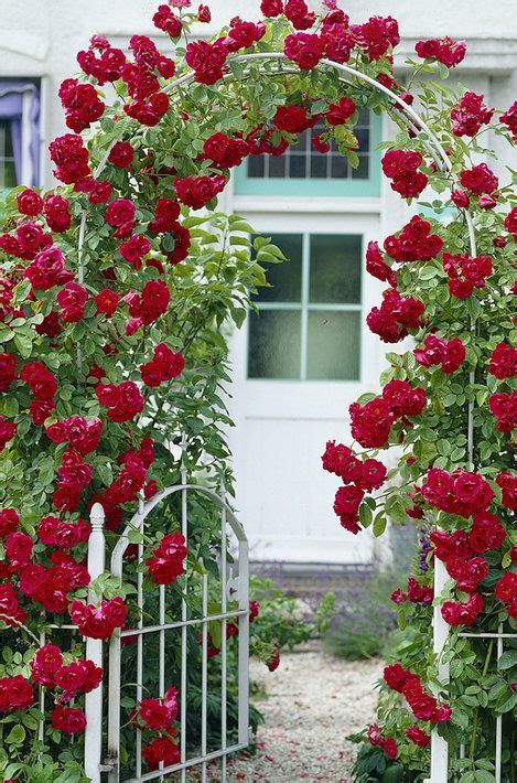 Seedling And Sprout Live Blaze Climbing Rose Climbing Roses Flower