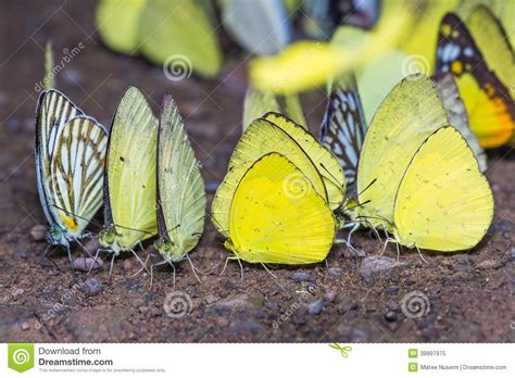 Yellow Butterflies Stock Image Image Of Ixias Pyrene 39997975