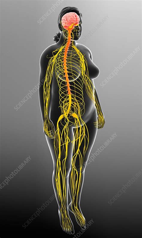 Female Nervous System Illustration Stock Image F0167730 Science