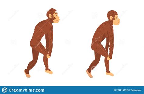 Monkey Or Primate As Human Evolution Stage And Gradual Development