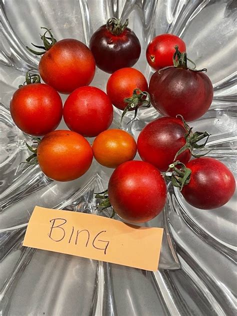 Bing Cherry Tomato Seeds Etsy