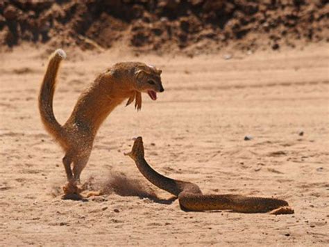 Think of how interesting it will be when your l'il slinky. Mongoose Catches And Kills Snake - sanctuariesindia.com ...