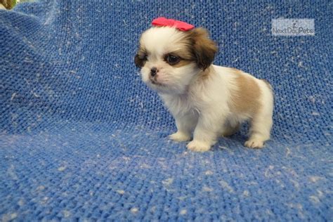 Gaga previously offered a $500,000 reward for the safe return of her dogs, whose names are koji and gustav. Lady Gaga: Pekingese puppy for sale near Los Angeles ...