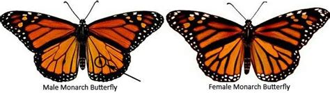 male vs female monarch butterfly butterfly monarch butterfly male vs female