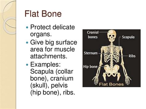 52 Functions Of Skeleton