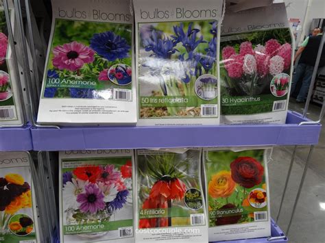 Get a 10.000 second motion of woman buying flower stock footage at 29.97fps. Bulbs to Blooms Fall Bulbs