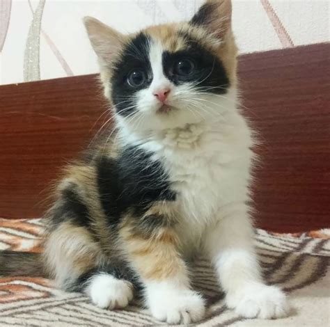 Calico cat is an american name for cats with three colors. 100 Best Calico Cat Names - The Paws