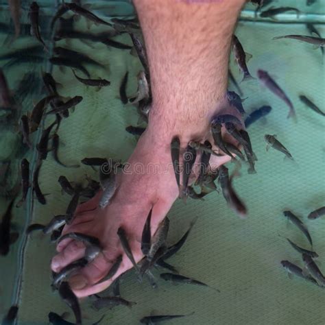 Gara Rufa Doctor Fish Treat Human Leg Skin In Water Tank Stock Image