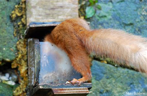 Squirrel Food And Feeding Diet Composition Wildlife Online