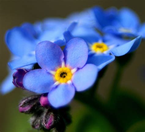 Myositis is a plant that grows all over europe. The Intricate Soul: Forget-me-not: A Flower to Remember