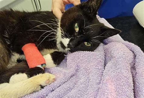 ‘terrified Elderly Cat Put Down After Being Dumped From A Car Flipboard