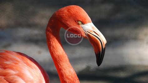 Watermark Adding logo your photos. 500 mb or 1000 photos for $5 - SEOClerks