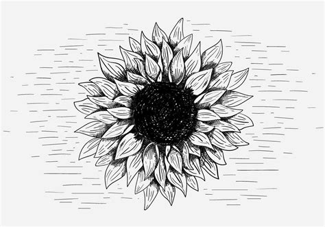 Vector Sunflower Illustration 136643 Vector Art At Vecteezy