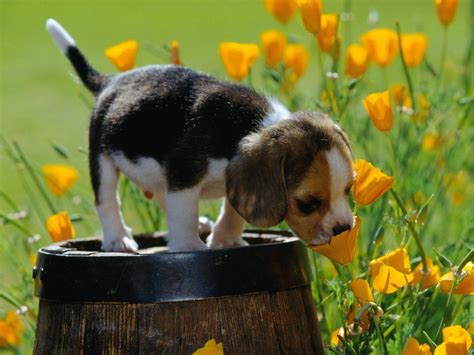 Beagle Puppy Wallpapers Wallpaper Cave