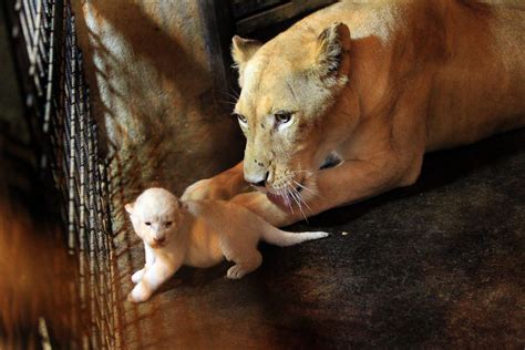 White Lioness Pets Her Newly Born Lion Cub Picture