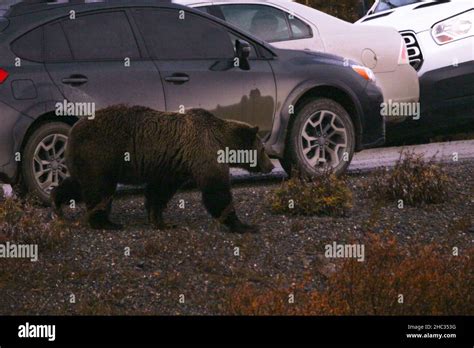 A Grizzly Bear Crossing The Park Road In Denali National Park And
