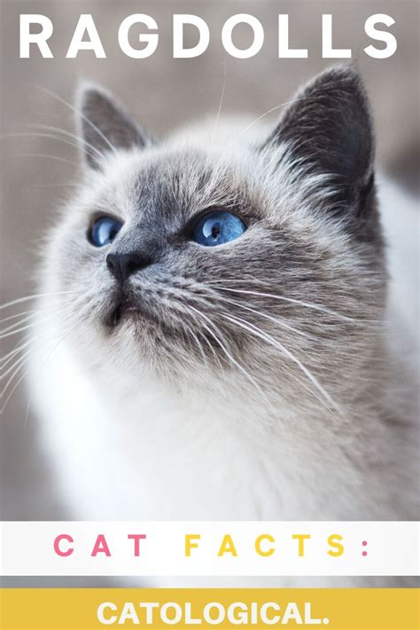 Ragdoll Cat Facts Figures And Vital Information For Owners Cat