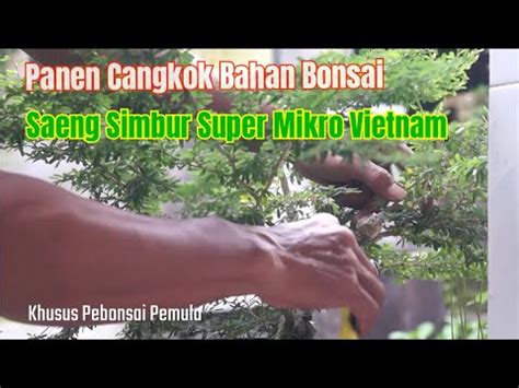 Panen Cangkok Bahan Bonsai Saeng Simbur Super Mikro Vietnam Youtube