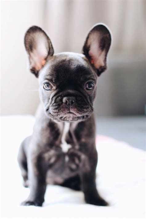 It will cost a lot of money to own a french bulldog, so make sure you have the annual income, and are adequately insured. 12 Cutest Dogs Of All Time - Chelsea Dogs Blog