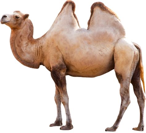 Image Camel Png Transparent Background Free Download 37096 Freeiconspng