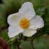 This upright plant will have beautiful red fall color. Stewartia Species, Deciduous Camellia, Japanese Stewartia ...