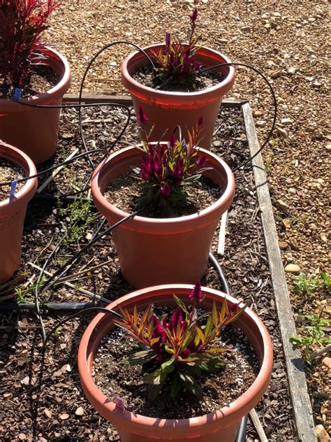 Celosia intenz is an easy to produce plant which produces bold purple flower spikes which look great at retail. CELOSIA Intenz Dark Purple - container | Truck Crops Trial ...