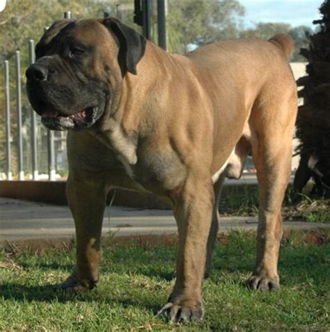 The south african boerboel was originally bred as a defence against large predators, and they have still managed to hold on to that title of being one of the best guard dogs in the world against. African Boerboel, All About the African Mastiff