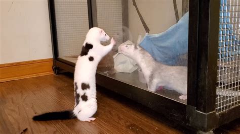 Find 0 mink online for sale and for adoption or place a free mink ad to sell uk at freeads.co.uk, the #1 online classifieds site. Pet Mink Chichi meets baby mink - YouTube