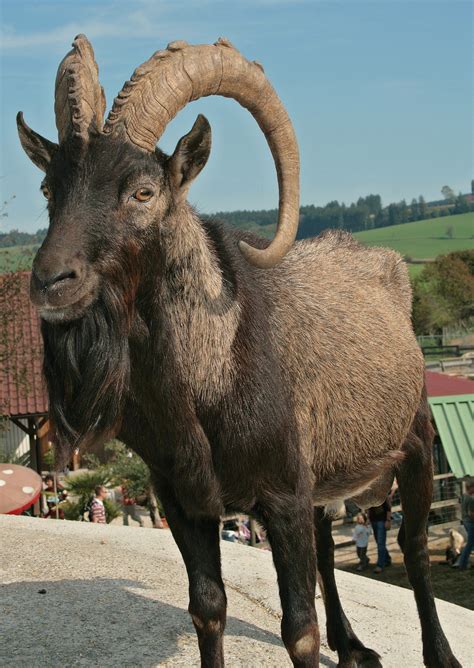 Bock Ziegenbock Geißbock Bock Auf Lamas Mander Goats Sheep