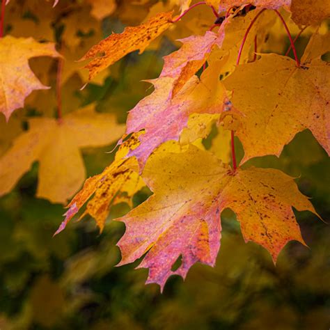 Maple Leaves Gunilla G Flickr