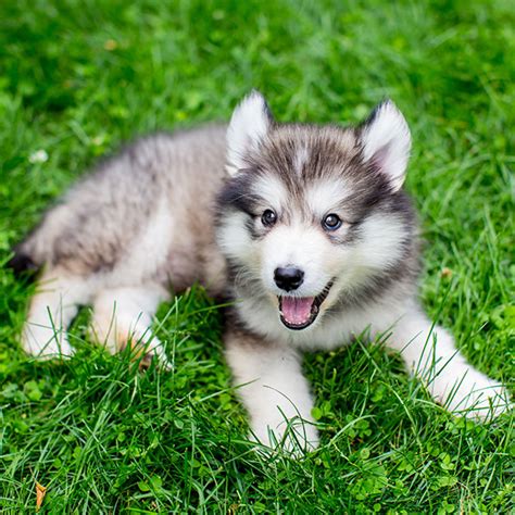 Alaskan Malamute Puppies For Sale In Texas Alaskan Malamute Breeders