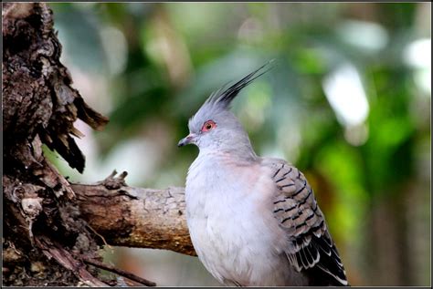 Australian Crested Pigeon Ocyphaps Lophotes The Crested Flickr