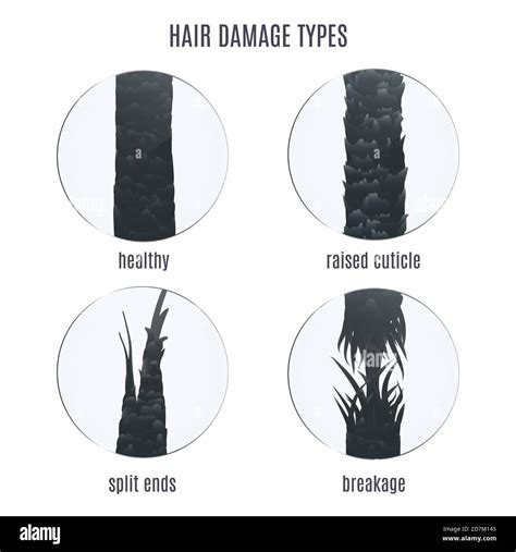 Surface Of Healthy And Damaged Hair Under The Microscope Illustration