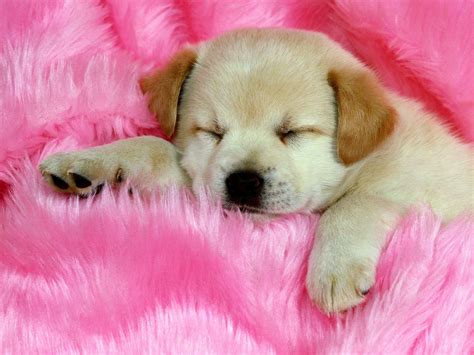 Print Puppy Pictures Free 20 Free Cute Puppy Dogs